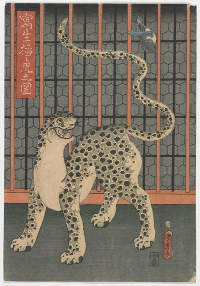 A Leopard Drawn from Life, Edo period, 1860 by Utagawa Kunimaro
